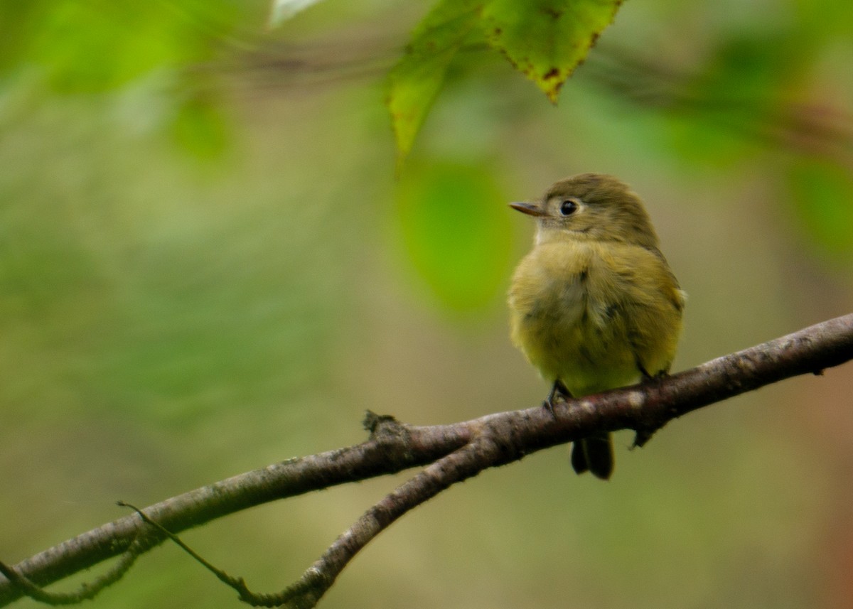 Hammond's Flycatcher - ML623310003