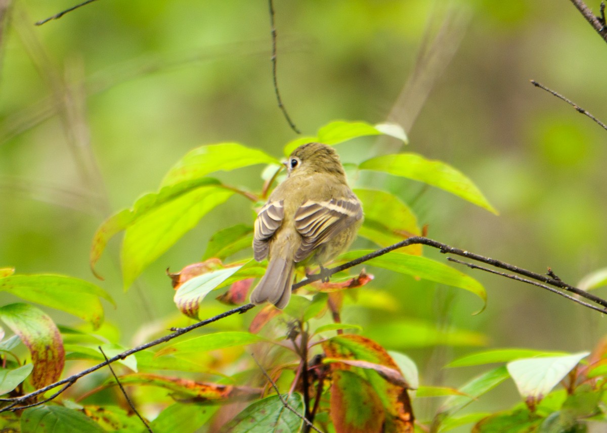 Hammond's Flycatcher - ML623310004