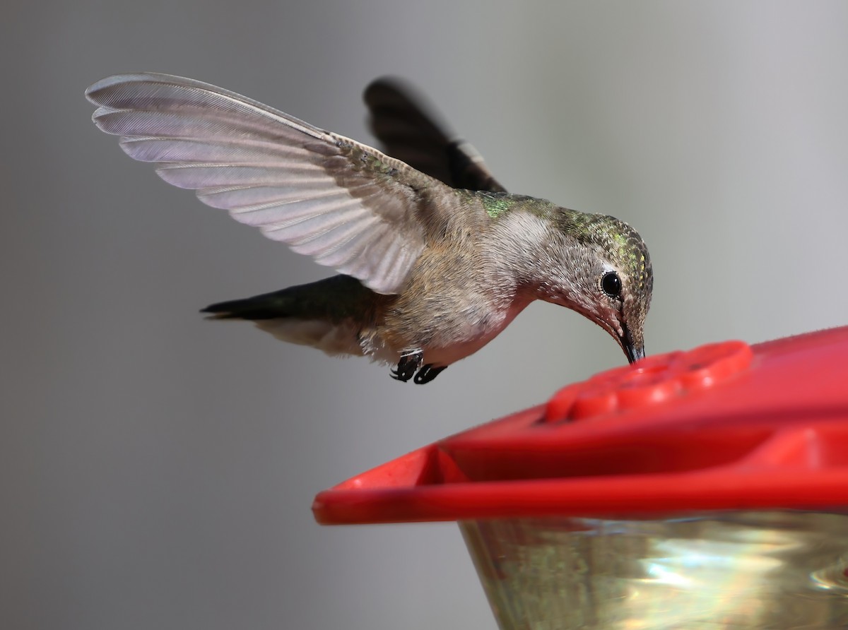 Black-chinned Hummingbird - ML623310021