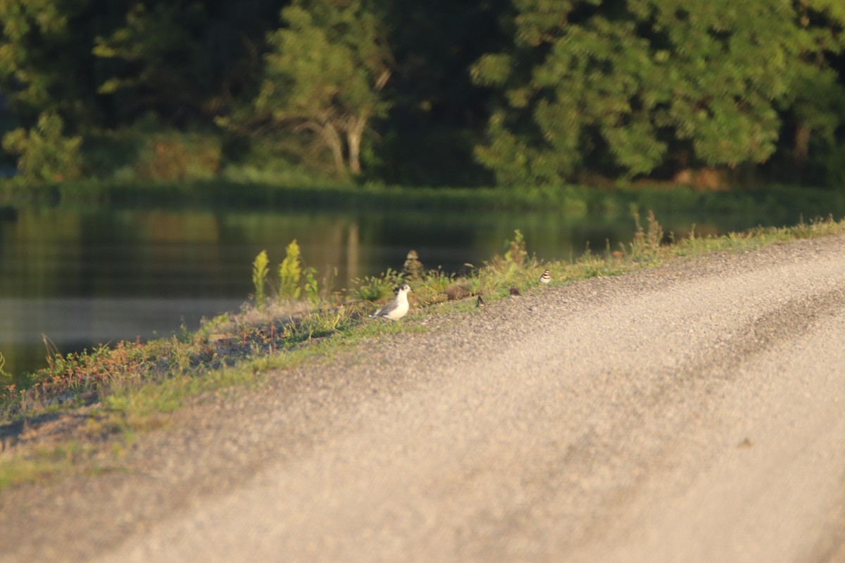 Franklin's Gull - ML623310024