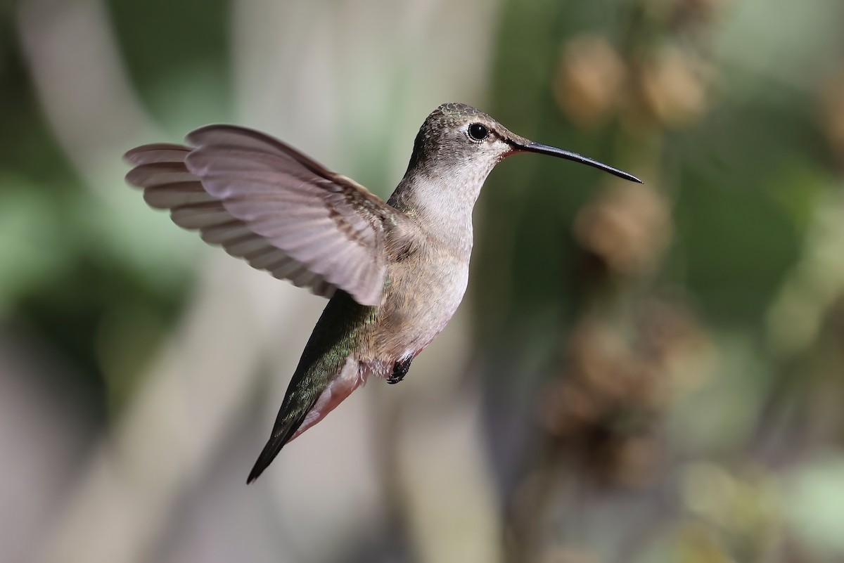 Black-chinned Hummingbird - ML623310026