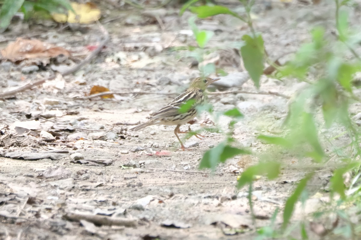 Pechora Pipit - Xu Arlen