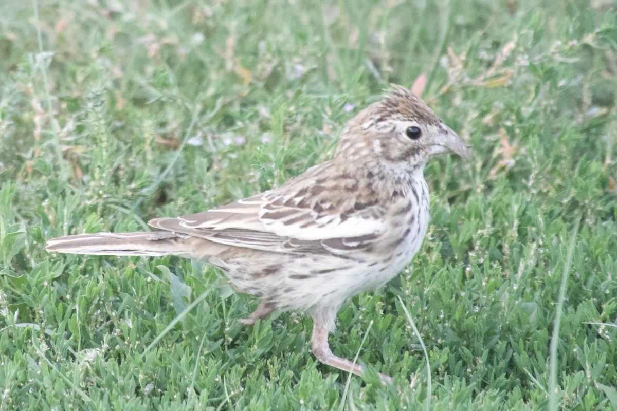 Lark Bunting - ML623310211