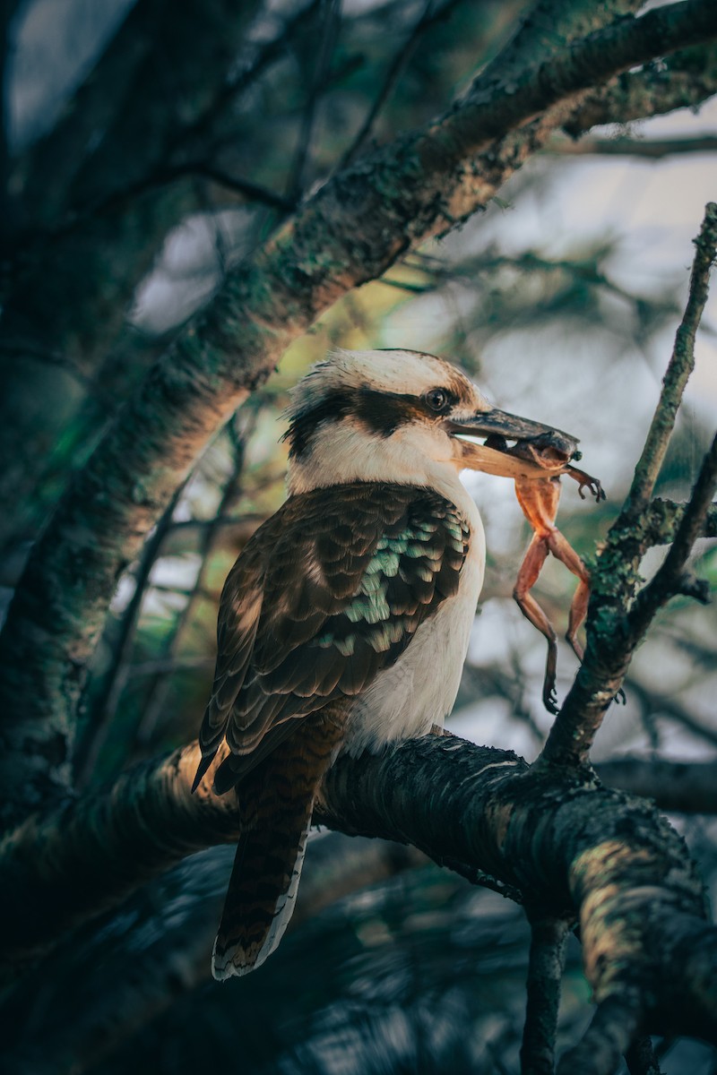 Laughing Kookaburra - ML623310274