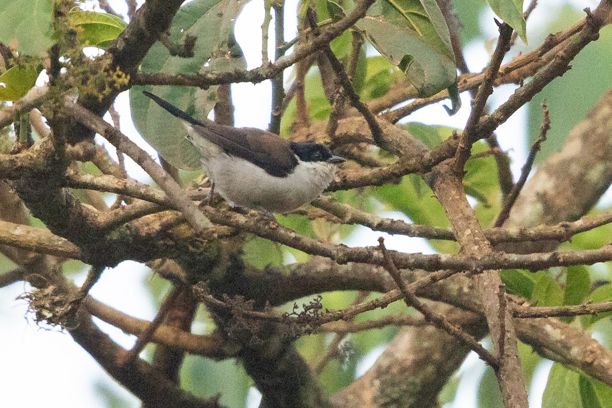 White-breasted Nigrita - ML623310293