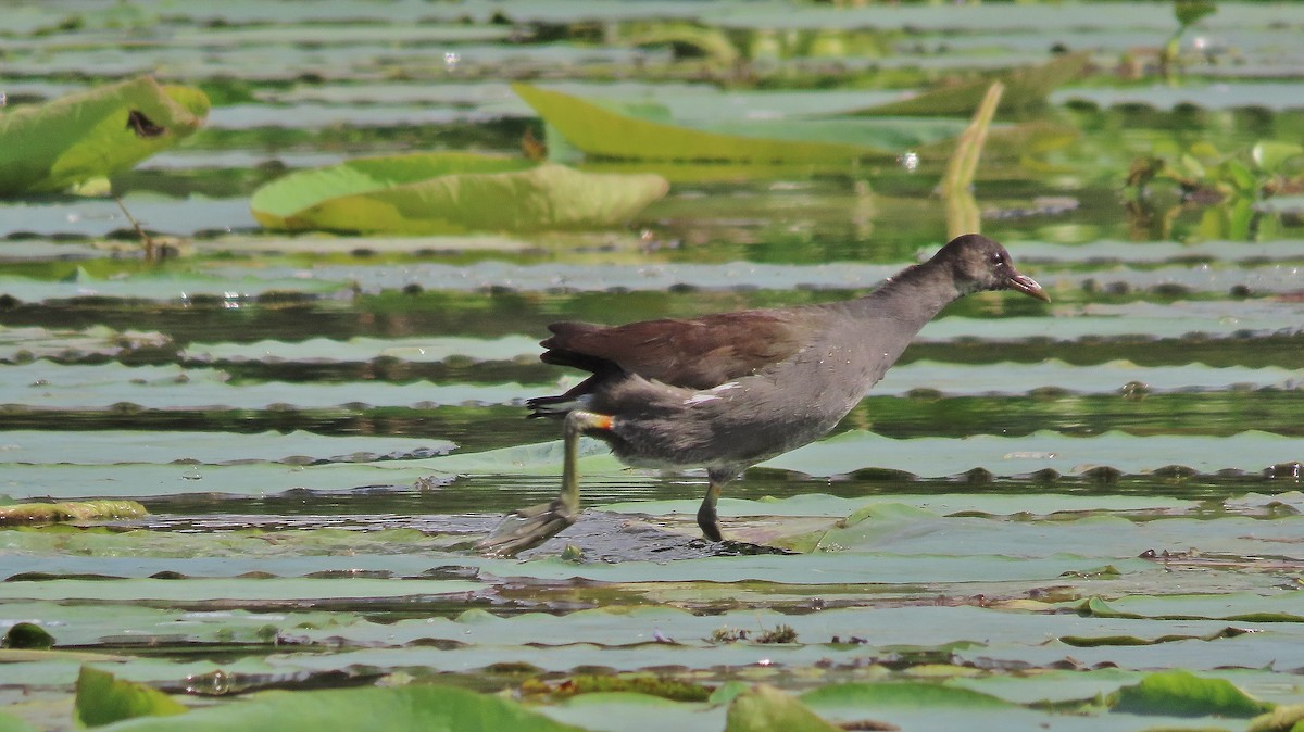 Common Gallinule - ML623310298