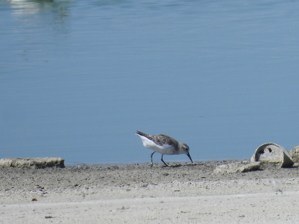 Western Sandpiper - Donna Kenski