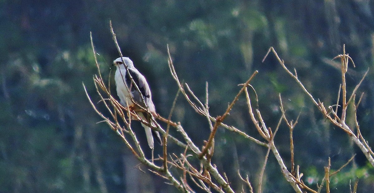 White-tailed Kite - ML623310312