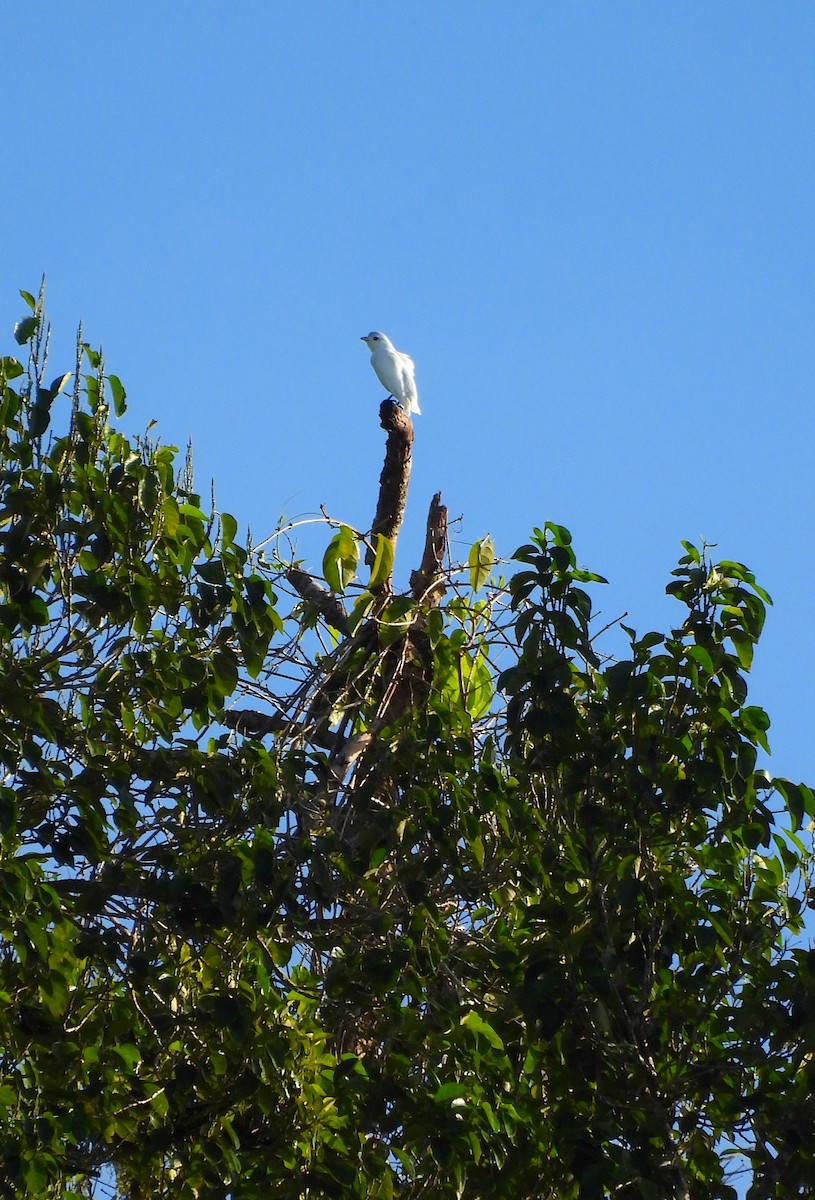 Yellow-billed Cotinga - ML623310314