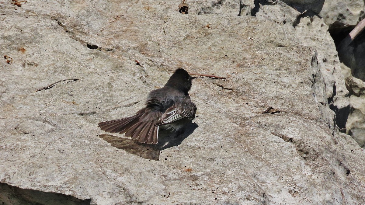 Black Phoebe - ML623310326