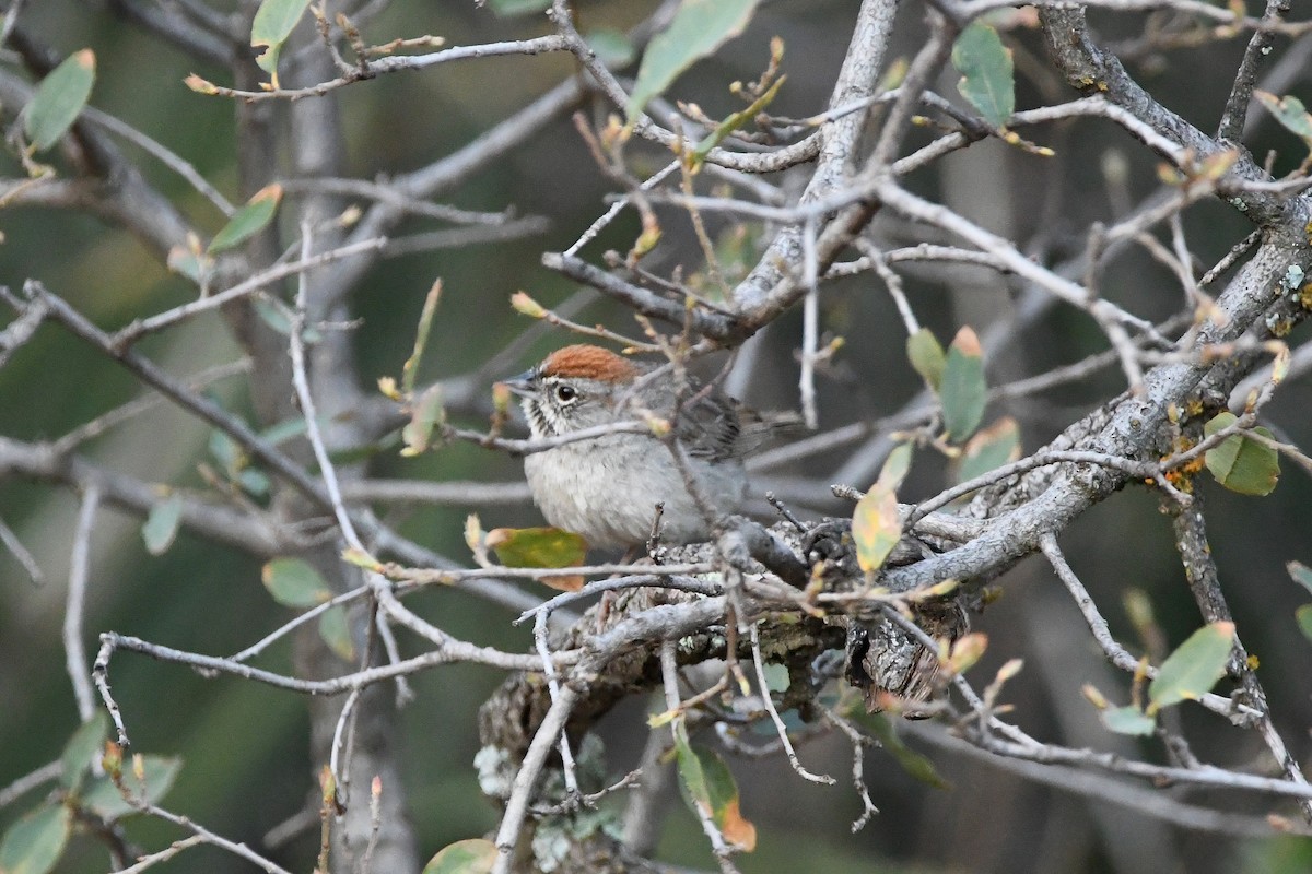 Rufous-crowned Sparrow - ML623310342