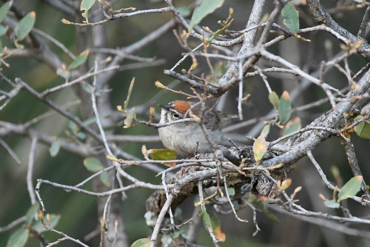 Rufous-crowned Sparrow - ML623310343