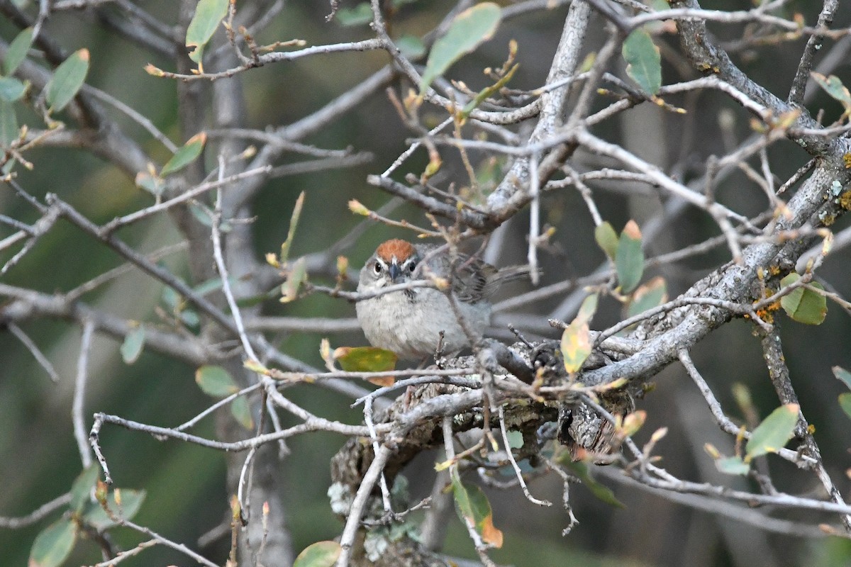 Rufous-crowned Sparrow - ML623310344