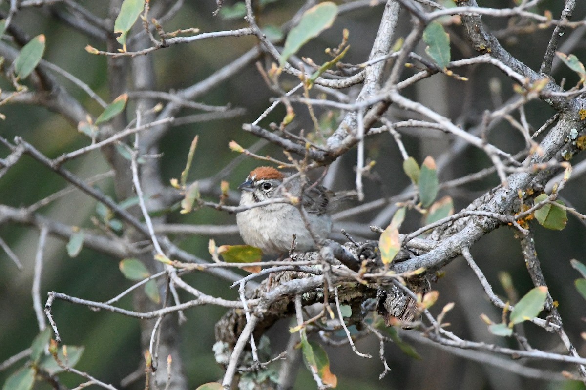 Rufous-crowned Sparrow - ML623310345