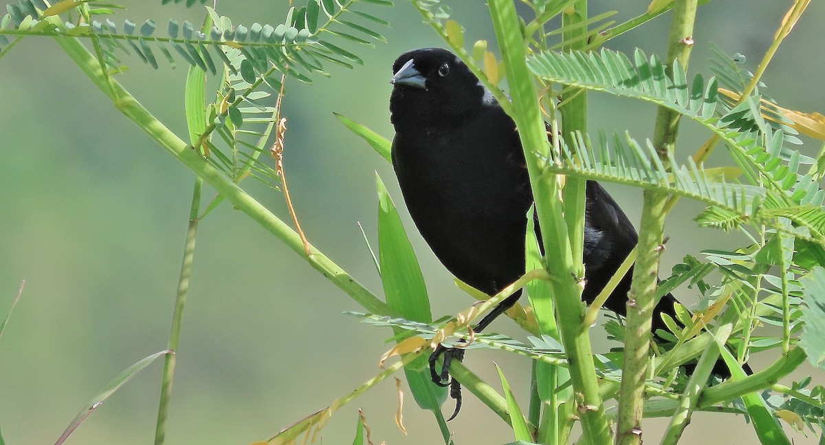 Red-winged Blackbird - ML623310360