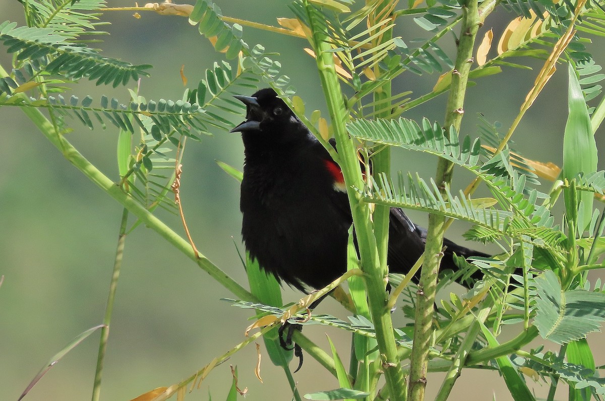 Red-winged Blackbird - ML623310361