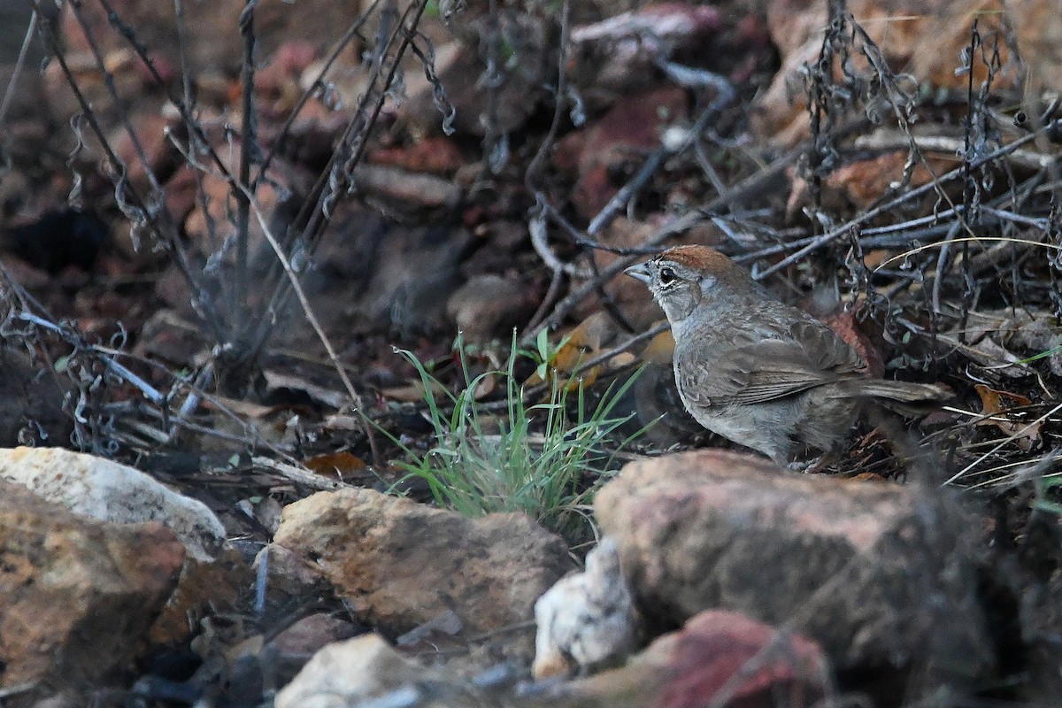 Rufous-crowned Sparrow - ML623310362