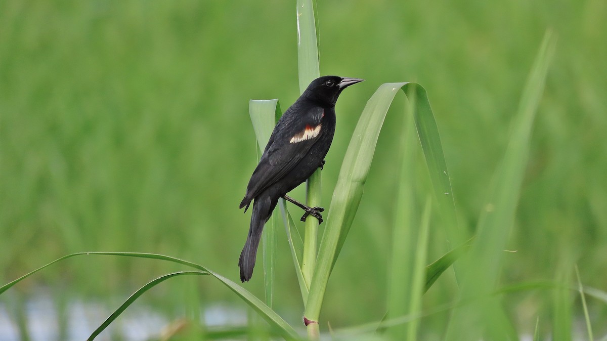 Red-winged Blackbird - ML623310363