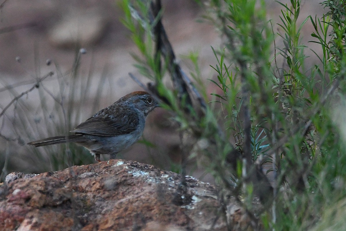 Rufous-crowned Sparrow - ML623310364