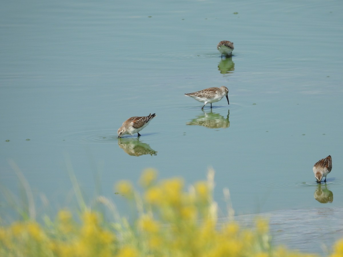 Western Sandpiper - ML623310388