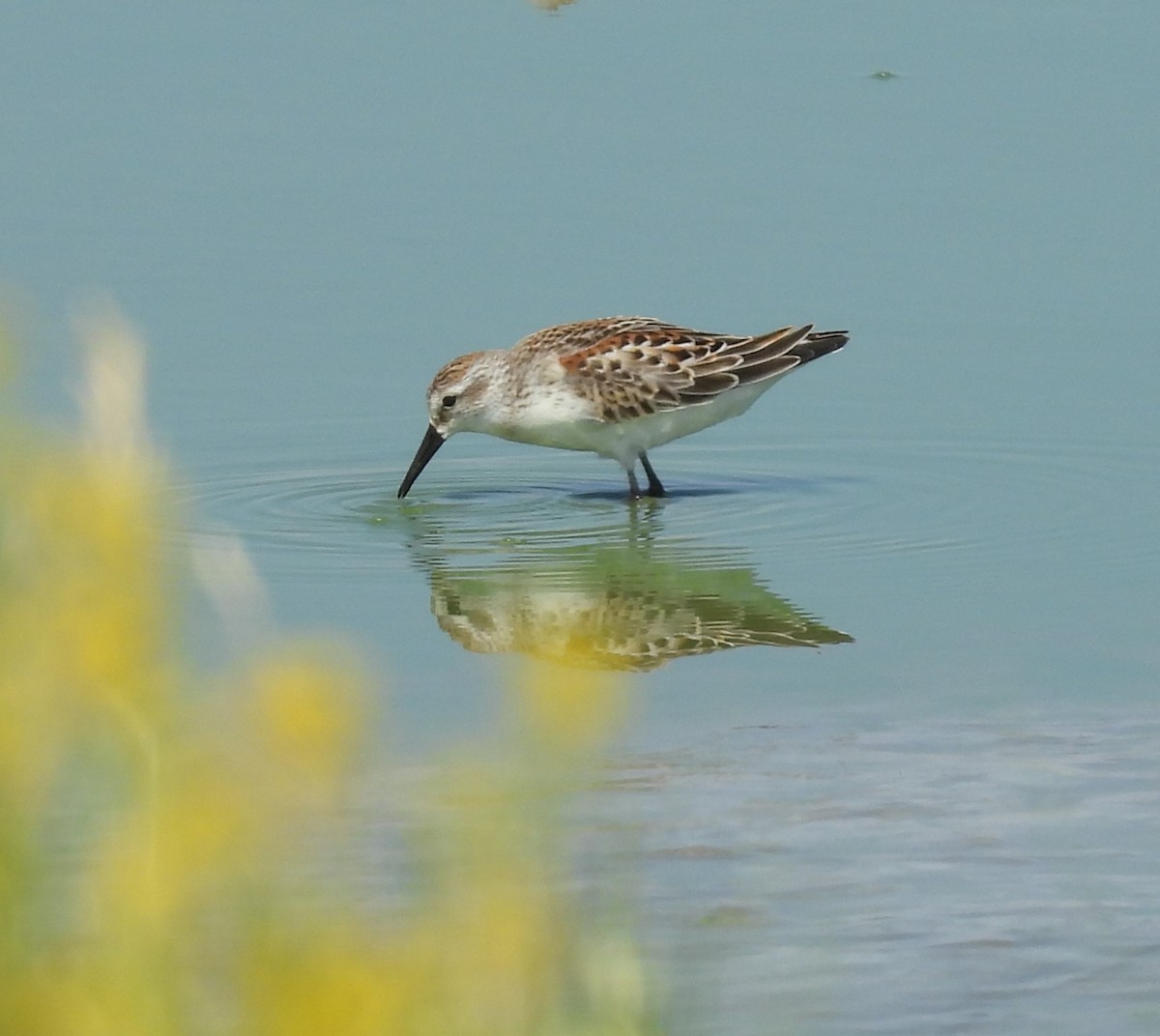 Western Sandpiper - Donna Kenski