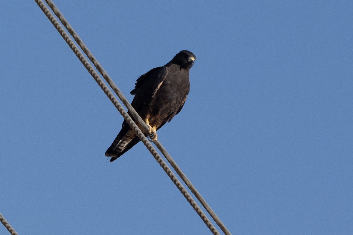 Swainson's Hawk - ML623310412