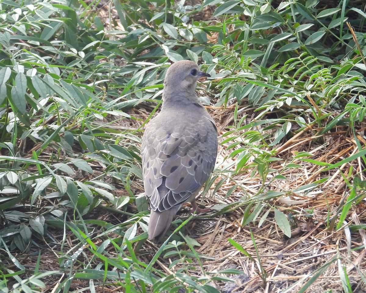 Mourning Dove - ML623310416