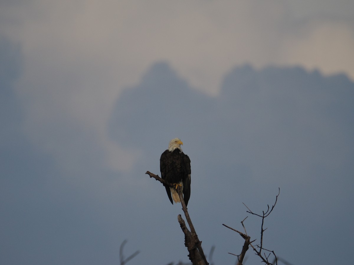 Weißkopf-Seeadler - ML623310462