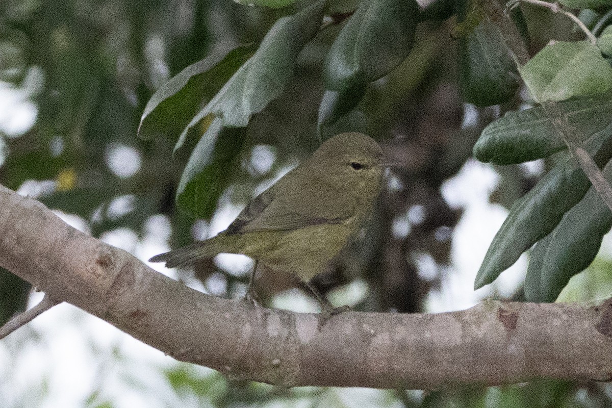 Orange-crowned Warbler - ML623310485