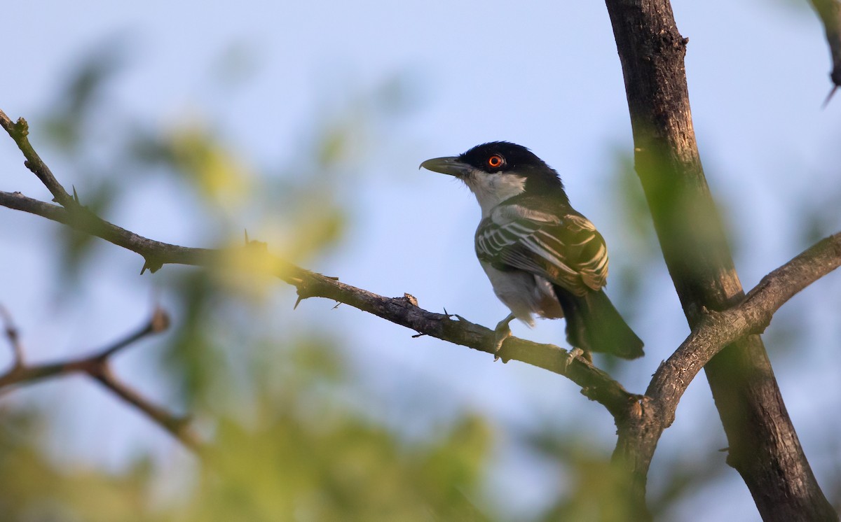 Northern Puffback - ML623310486