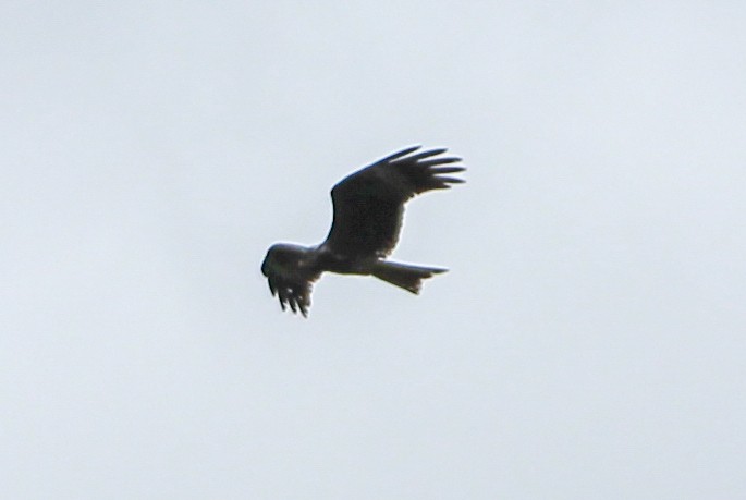 Black Kite - Yixiao Liu