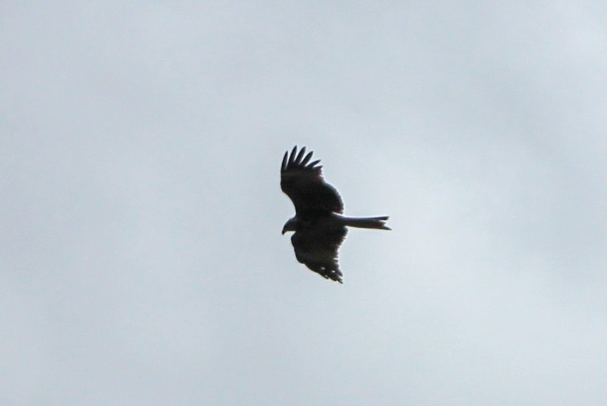 Black Kite - Yixiao Liu