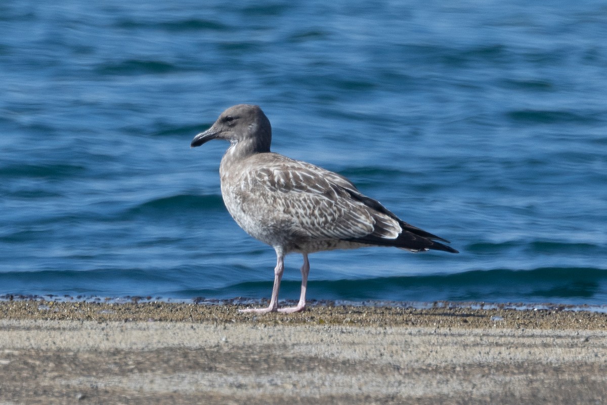 Western Gull - ML623310520