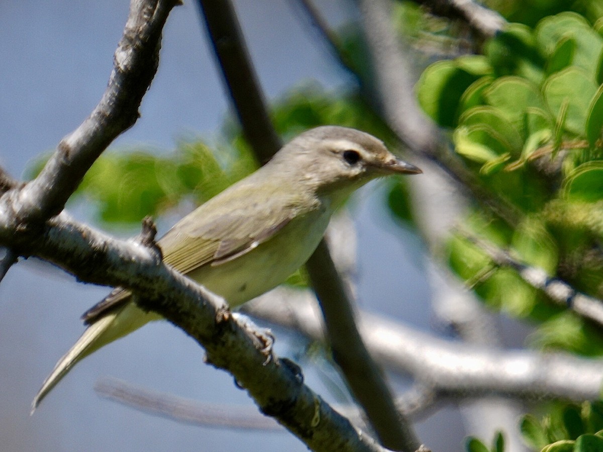 Warbling Vireo - ML623310565