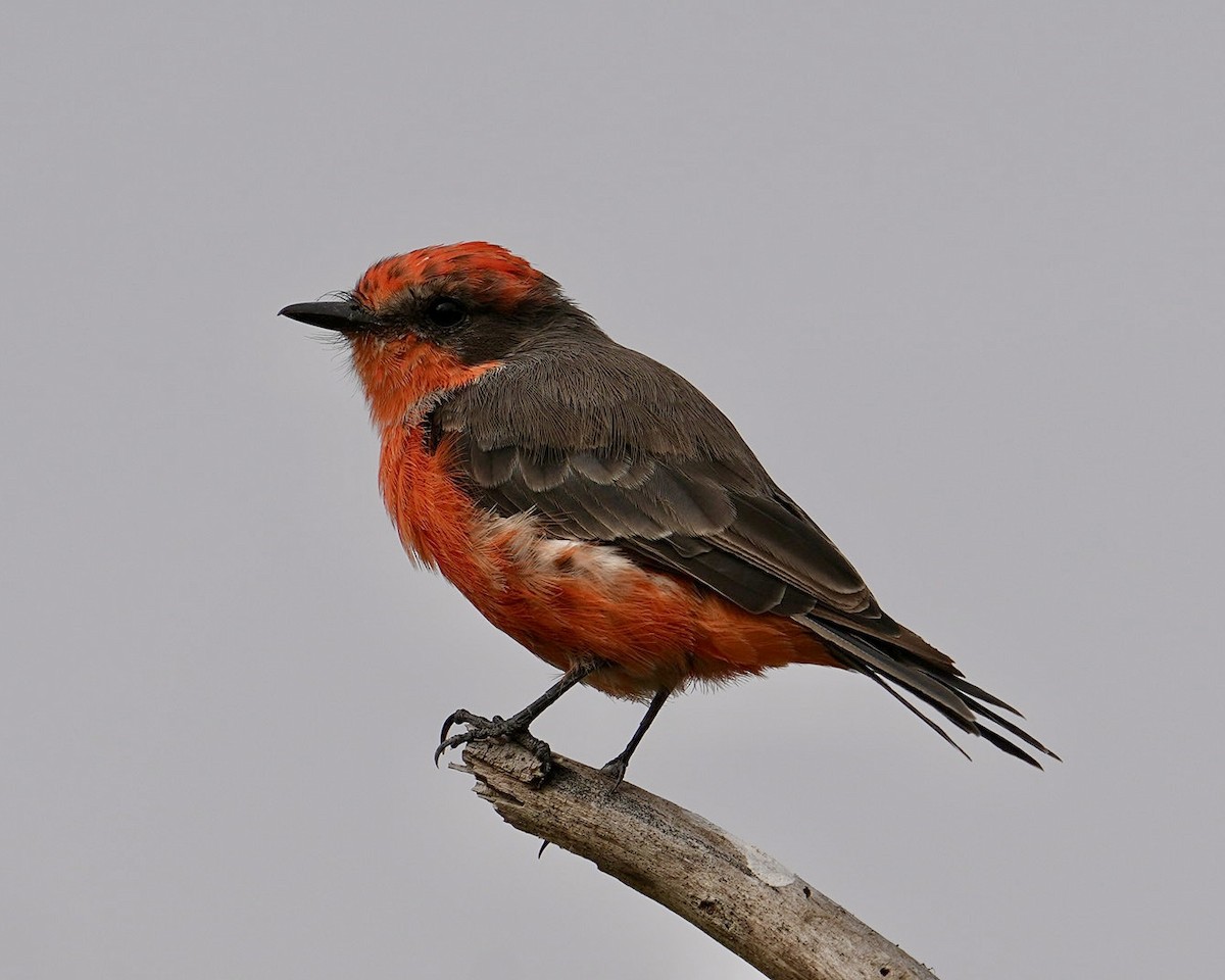 Vermilion Flycatcher - ML623310568