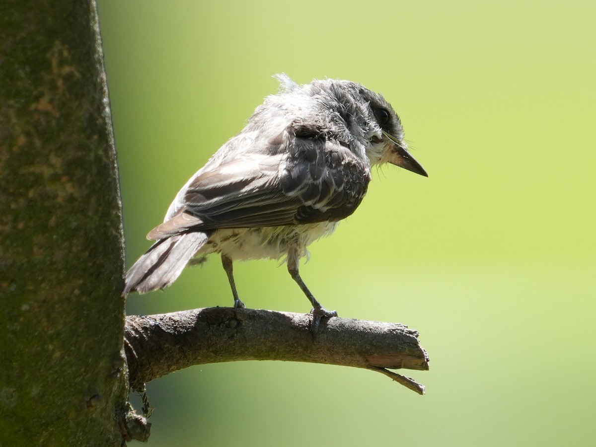 Vermilion Flycatcher - ML623310569