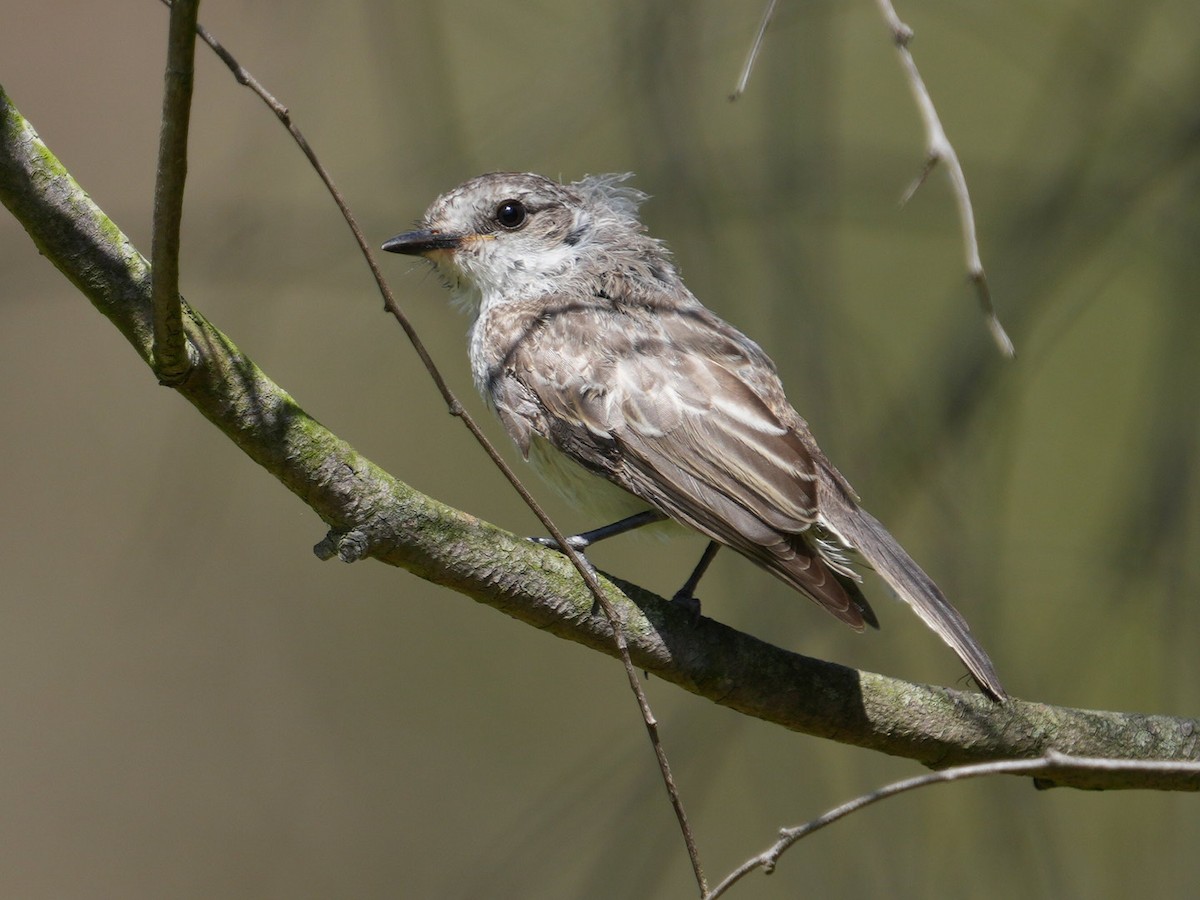 Vermilion Flycatcher - ML623310570