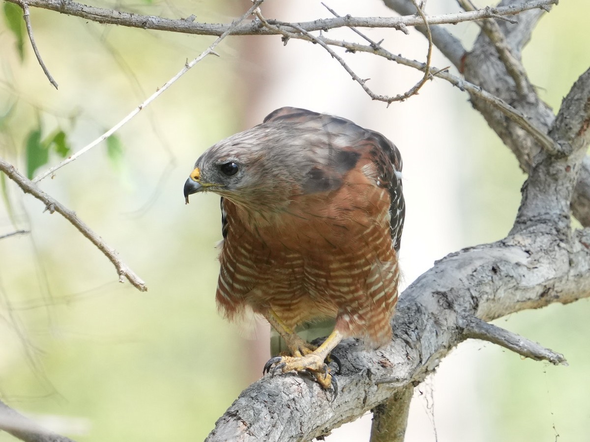 Red-shouldered Hawk - ML623310572