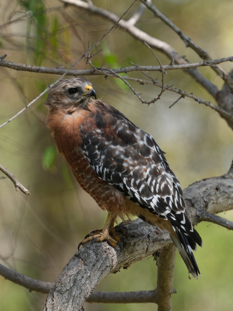 Red-shouldered Hawk - ML623310573