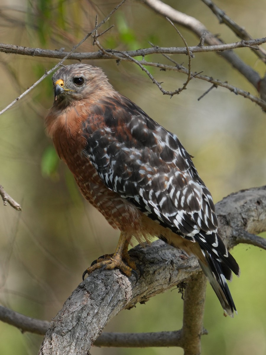 Red-shouldered Hawk - ML623310574