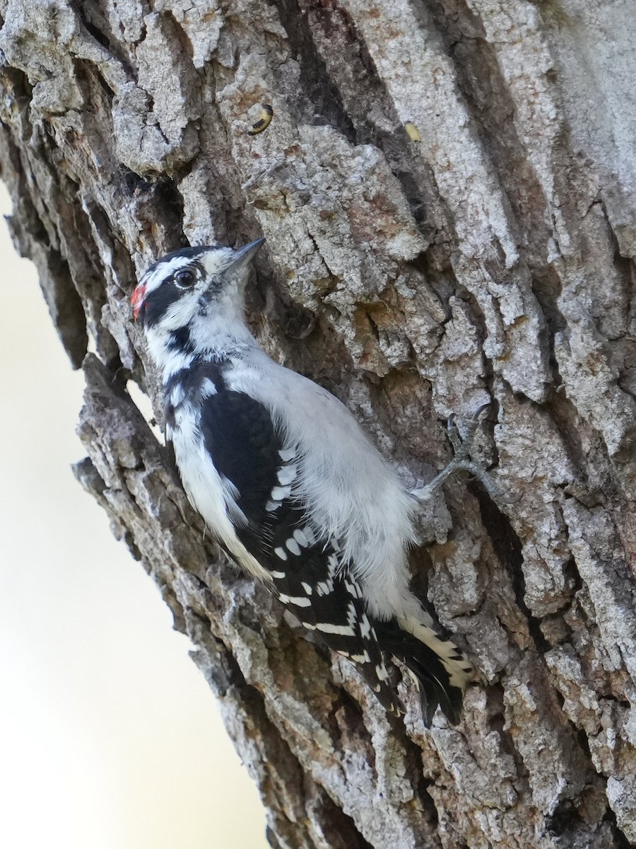 Downy Woodpecker - ML623310575