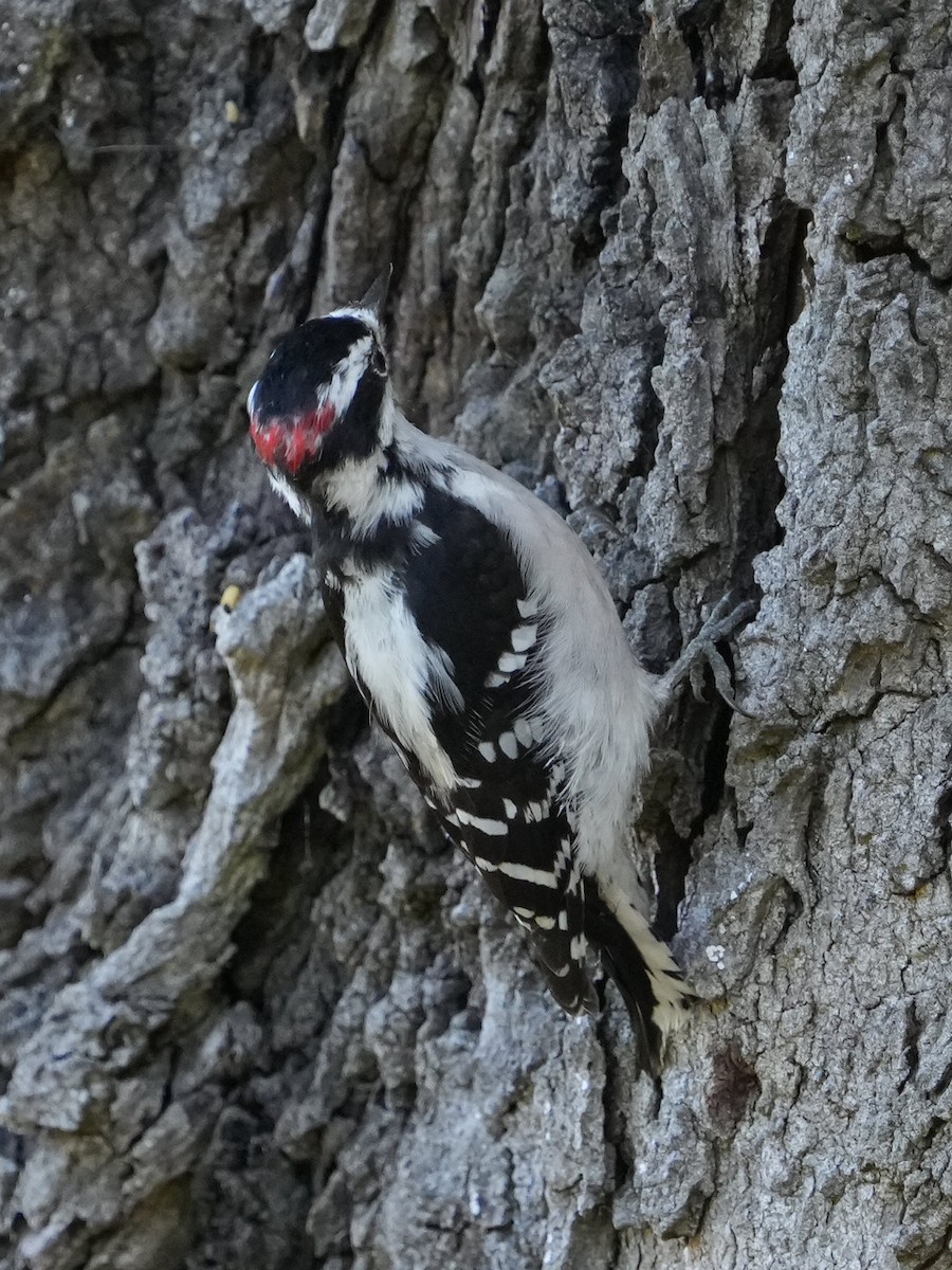 Downy Woodpecker - ML623310576