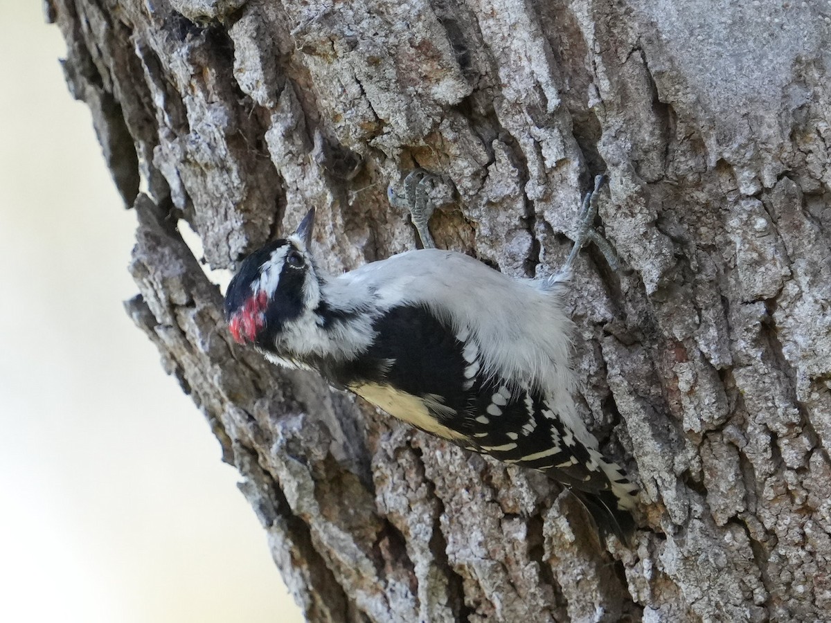 Downy Woodpecker - ML623310577