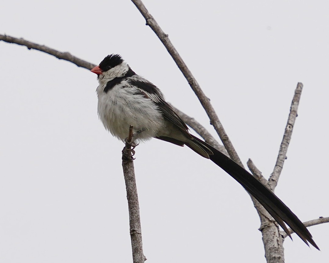 Pin-tailed Whydah - ML623310580