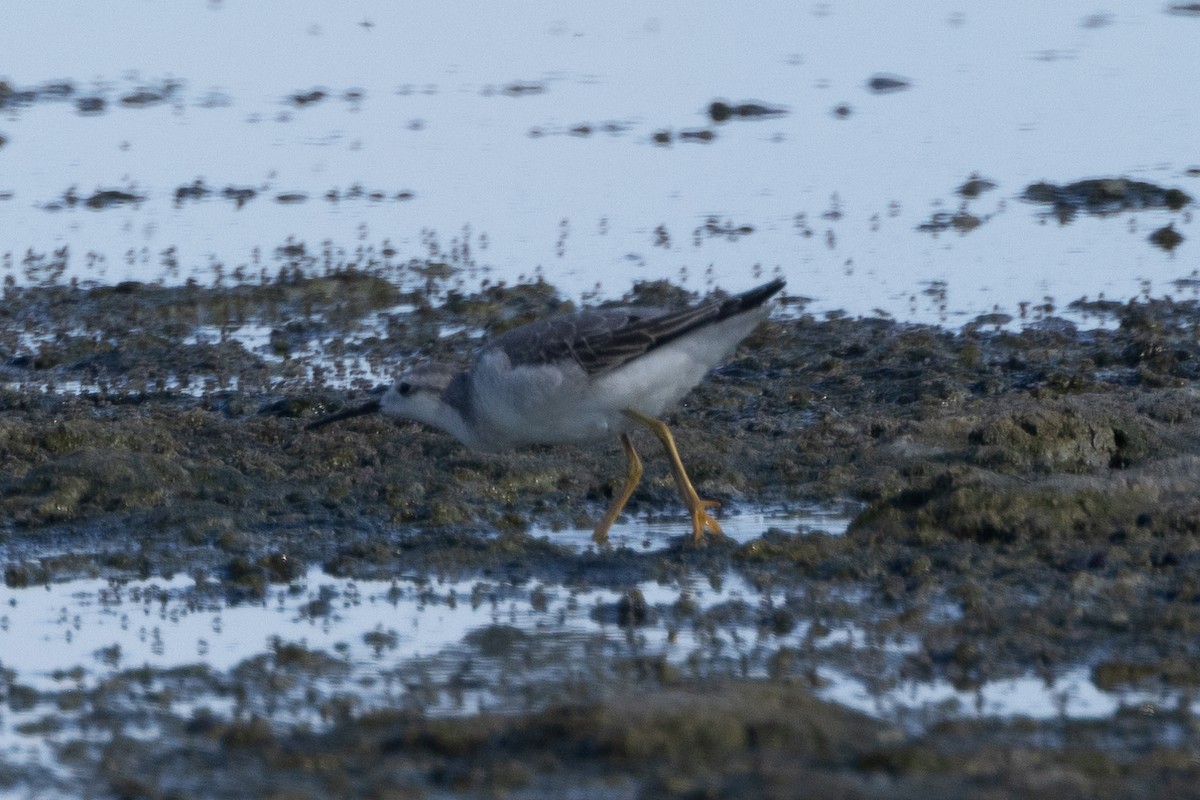 Phalarope de Wilson - ML623310581