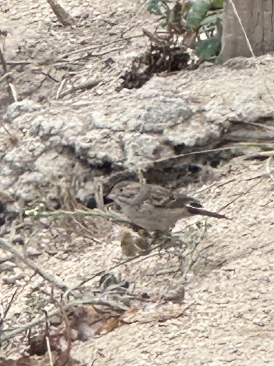 Brewer's Sparrow - ML623310600