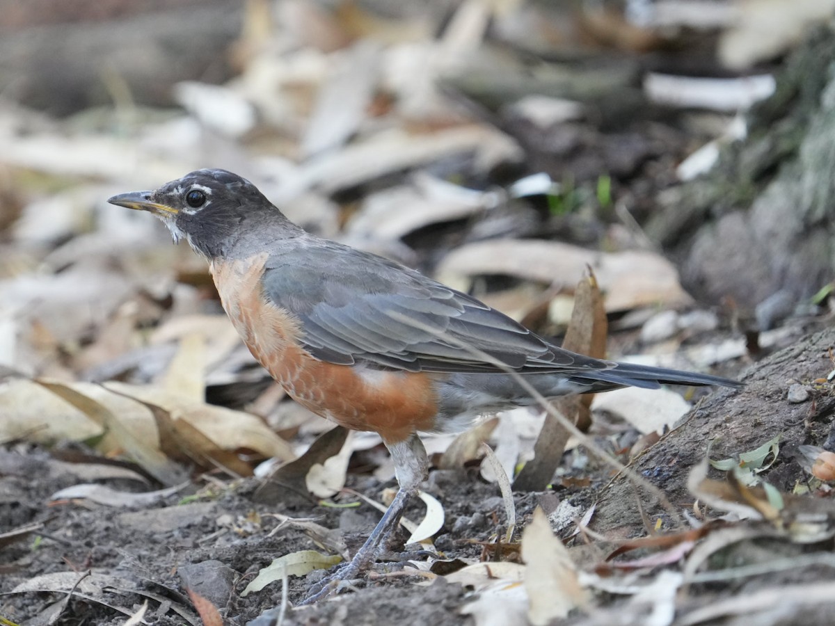 American Robin - ML623310603