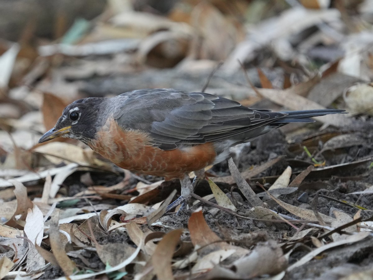 American Robin - ML623310604