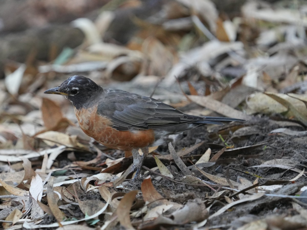 American Robin - ML623310605