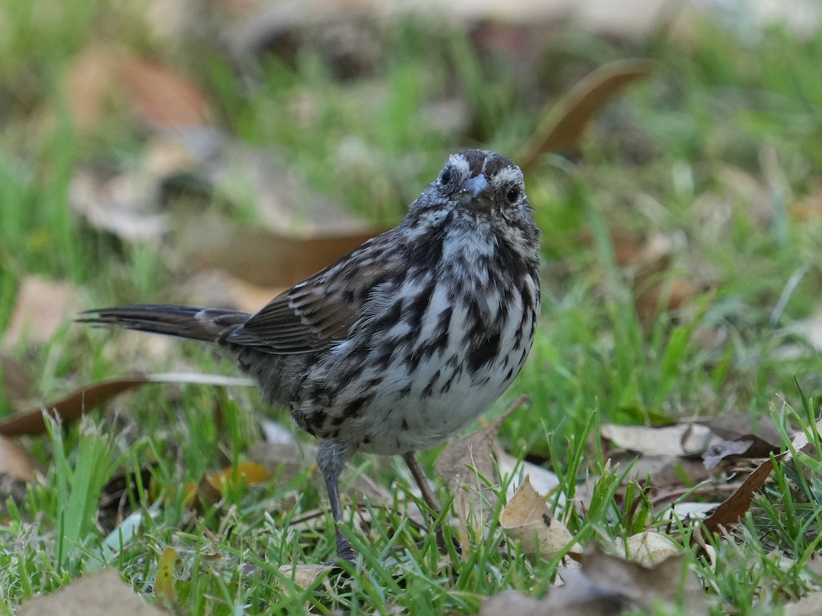 Song Sparrow - ML623310608